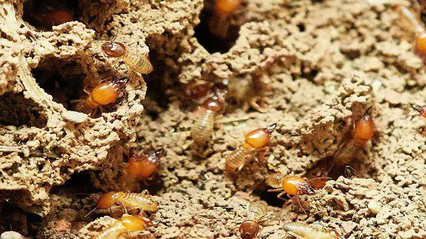 7種簡單方法保護木傢具免受白蟻侵襲